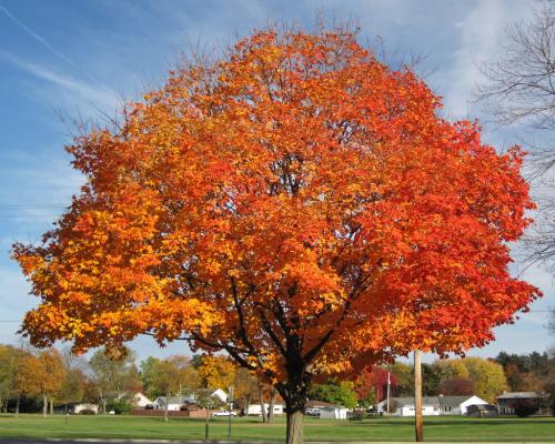 Sugar Maple in Fall Colors