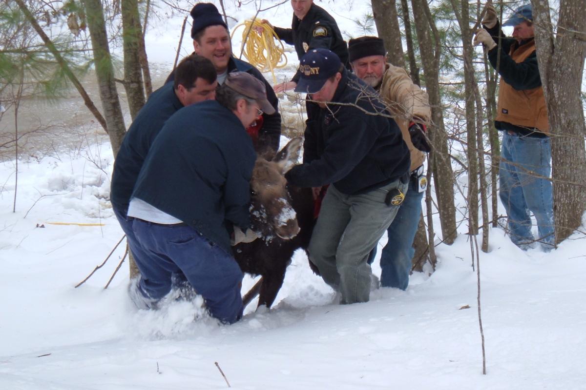 December 2005: Kennebunkport Firefighters joined Police and Highway Department personnel in the rescue of a small moose that had become stuck in an ice-covered pond near Old Cape Road.