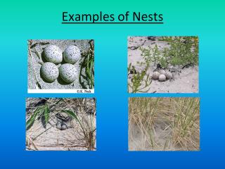 Examples of Nests