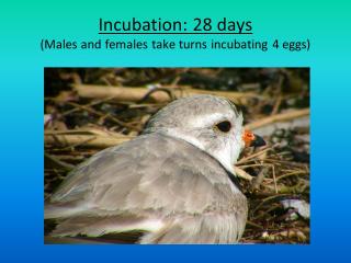 Incubation: 28 days(Males and females take turns incubating 4 eggs)