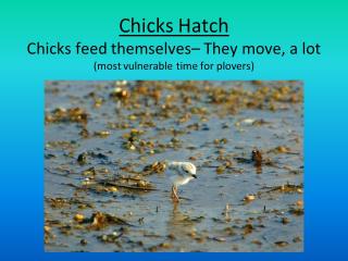 Chicks Hatch 