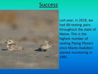 Piping Plover and Least Terns in Maine Slideshow