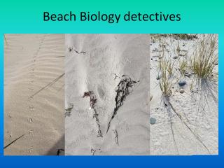 Beach Biology detectives