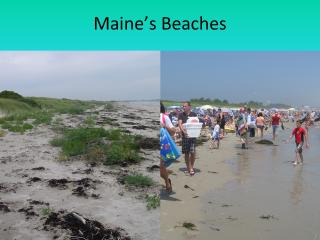 Piping Plover and Least Terns in Maine Slideshow