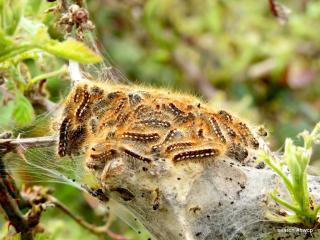 Browntail Moth Nest