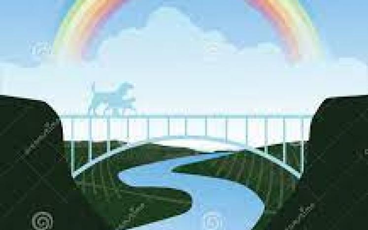 Animal Rainbow Bridge